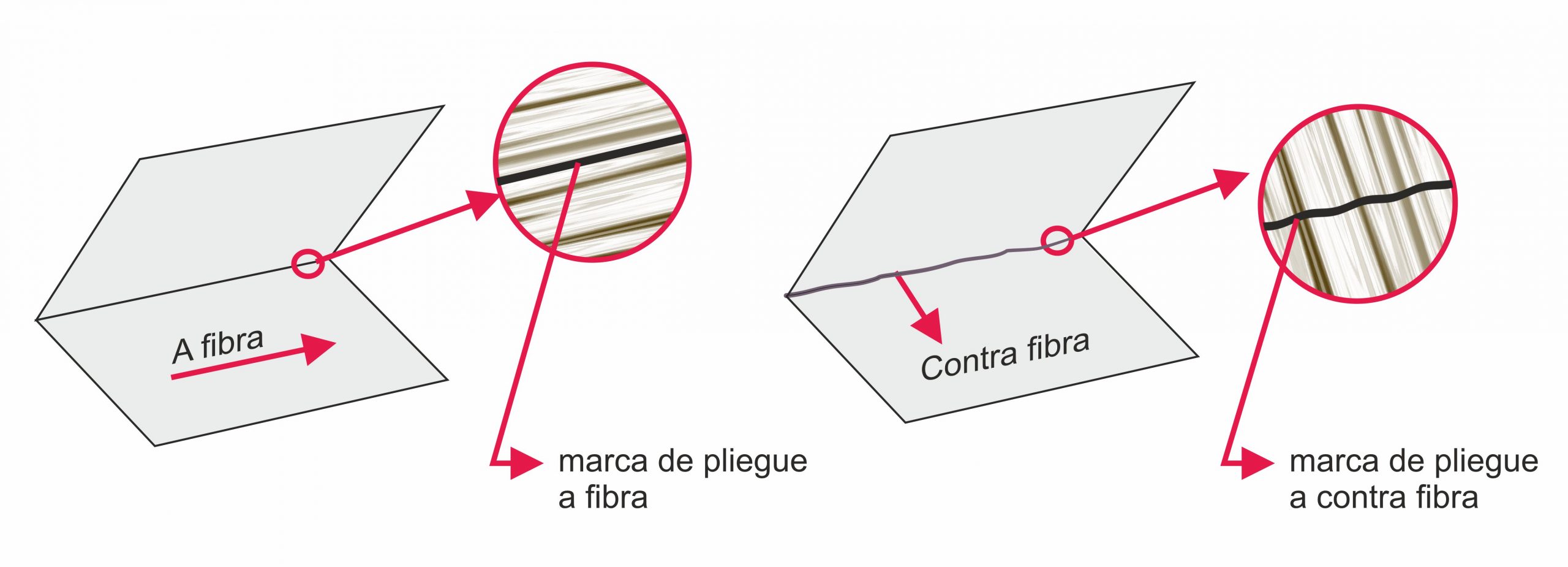 fibras del papel